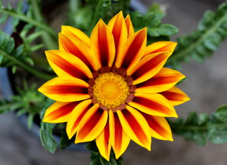 yellow dahlia flower