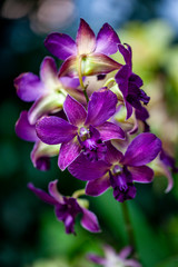 Purple Macro Orchid Cluster