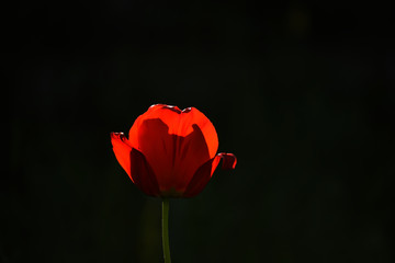 Red tulip flower on a dark natural background.