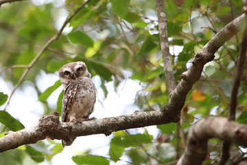 Stock images of spotted owl / India