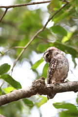 Stock images of spotted owl / India