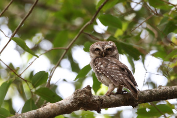 Stock images of spotted owl / India