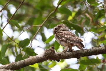 Stock images of spotted owl / India