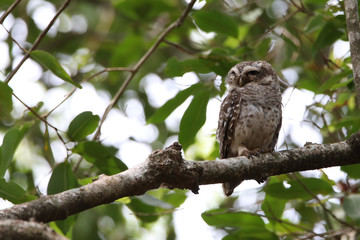 Stock images of spotted owl / India