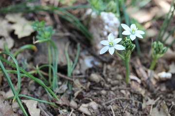 snowdrops in the forest