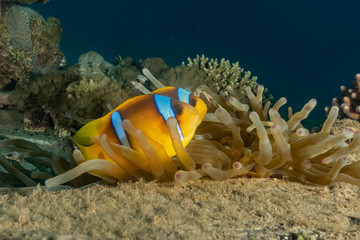 Clownfish in the Red Sea Colorful and beautiful, Eilat Israel
