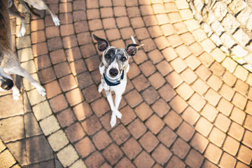 Begging dog look of a little whippet puppy