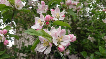 Apple flower on tree spring season