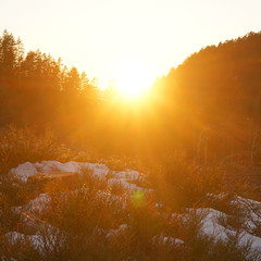 Sunset in the forest in the beginning of spring.