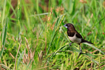 Stock photos of white rumped munia