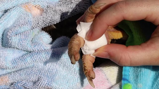 Close up view of chicken's foot being treated, that has bumblefoot.
