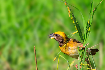 Stock Photos of Baya Weaver