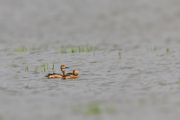 Stock photos of whistling ducks / wetland