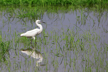 Great white egret (Ardea alba) - white heron