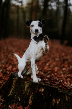 Portrait Of Dog With Bow Tie Sitting On Tree Stump At Forest