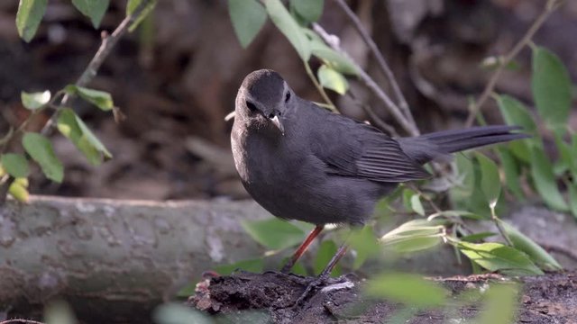 Gray catbird foraging for food in the evening on the ground in Orlando Florida