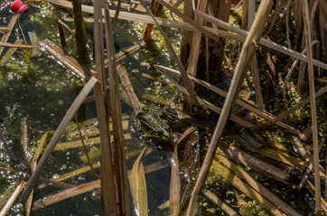 Frog in a dirty lake with garbage
