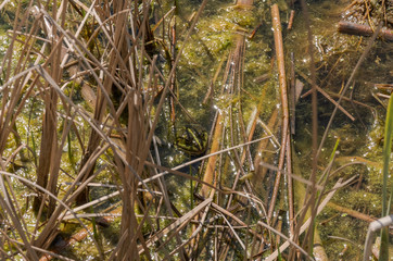 Frog in a dirty lake with garbage