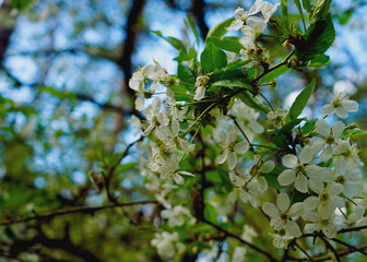  Spring, cherry blossom in white flowers close-up.  