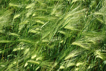 Green fluffy rye field, macro close up detail with soft pink sunrise light,  natural organic background