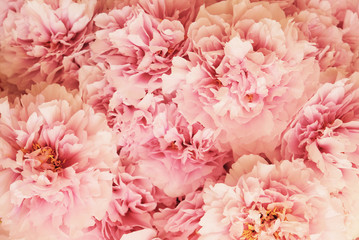 Fresh beautiful pink and white peony flowers in full bloom. © Iryna