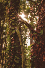 Obraz premium tree in the forest with spider web
