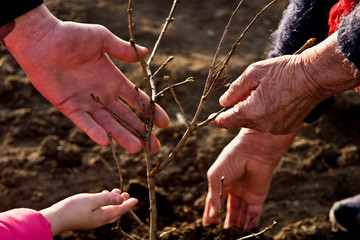 Old grandmother's hands and the hands of a child with a teenager on a young seedling of a tree....