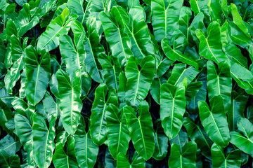 Green leaves background, tropical garden or forest