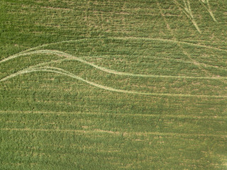 Agriculture tractor making rolled lawn aerial drone top down shot.