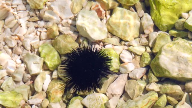 Black sea urchin lies underwater on stones. Sea urchin Echinothrix diadema, commonly called diadema urchin or blue-black urchin, underwater at bottom of Adriatic in Croatia. Long spines sea urchin.