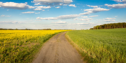 Fototapeta na wymiar Landscape for the road between fields