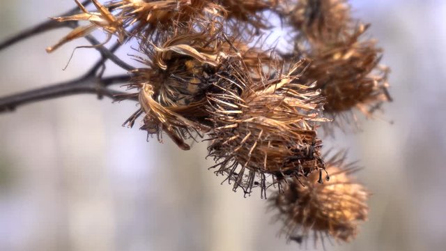 Pappushaare Bilder Durchsuchen 115 Archivfotos, und