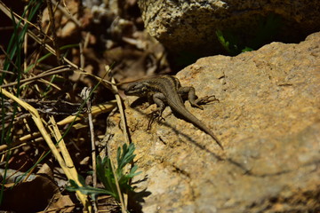 lizard on the rock