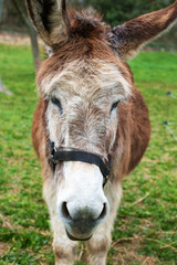 Fototapeta premium close up of a donkey