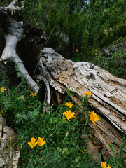 close up view of a dead tree