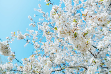 Branch of white flowers of a cherry tree against a blue sky.