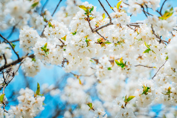 Spring white sakura flowers on a cherry branch against a sunny blue sky.