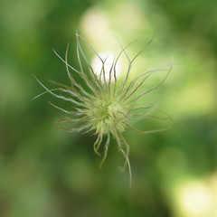 A Pasque Flower seed head in Edwards Gardens, North York, Toronto, Ontario, Canada