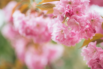 Obraz premium Amazing pink cherry blossoms on the Sakura tree.