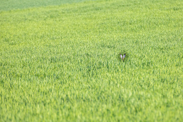rabbit ears in high grass