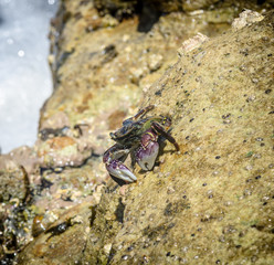 Coogee Beach Crab on Rock in Sydney