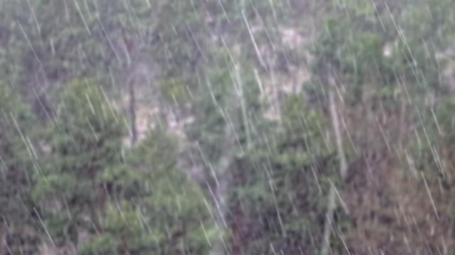 Rain and snow mixed on a pine forest background.