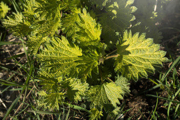 Fresh green young nettle in the garden