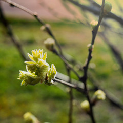 Blooming blackcurrant leaves in the garden