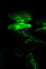 Fototapeta premium Low key jellyfish sea saltwater tank aquarium ocean life dark water