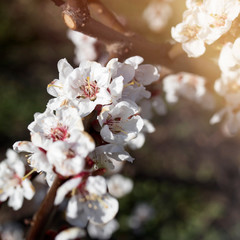 flowering bird cherry, branches and flowers on a bright background