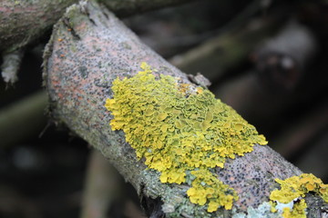 lichen and moss on an old tree branch