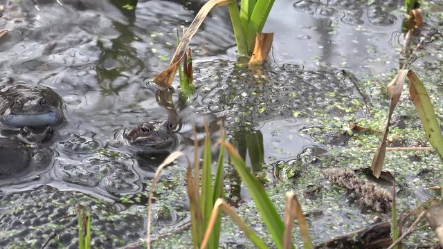 Frogs spawning in a spring pond.