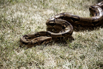 Wild poisonous snake