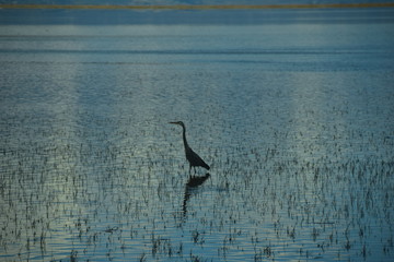 crane in water